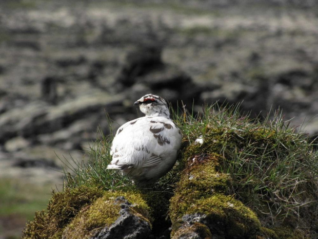 Pardwa gorska (Lagopus muta) #ptaki #pardwa #natura #przyroda