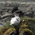 Pardwa gorska (Lagopus muta) #ptaki #pardwa #natura #przyroda