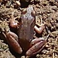 żaba kameleon