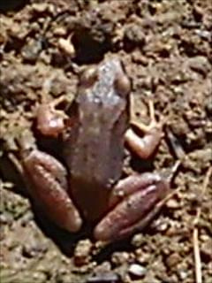 żaba kameleon