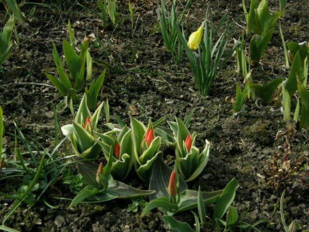 tulipany #KwiatyWiosenne