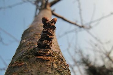 zdjęcia różne. #makro #zwierzęta #portrety