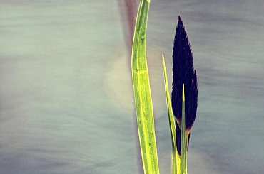 wiosennie nad strumykiem #strumyk #światło #trawa #wiosna