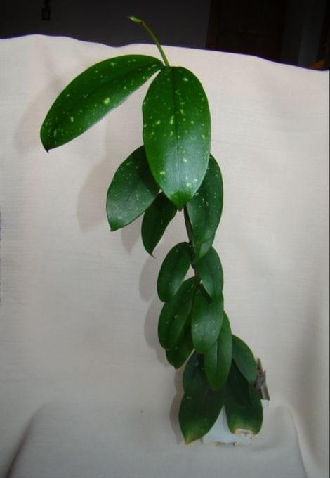 Hoya lobbii