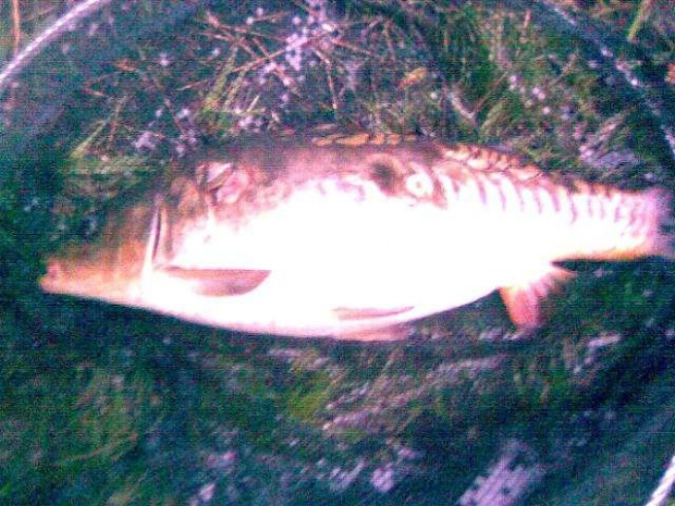 carp 5kg