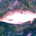 carp 5kg