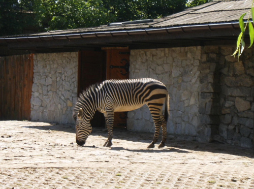 Zoo Wrocław :)