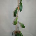 Hoya parasitica 'Berit'