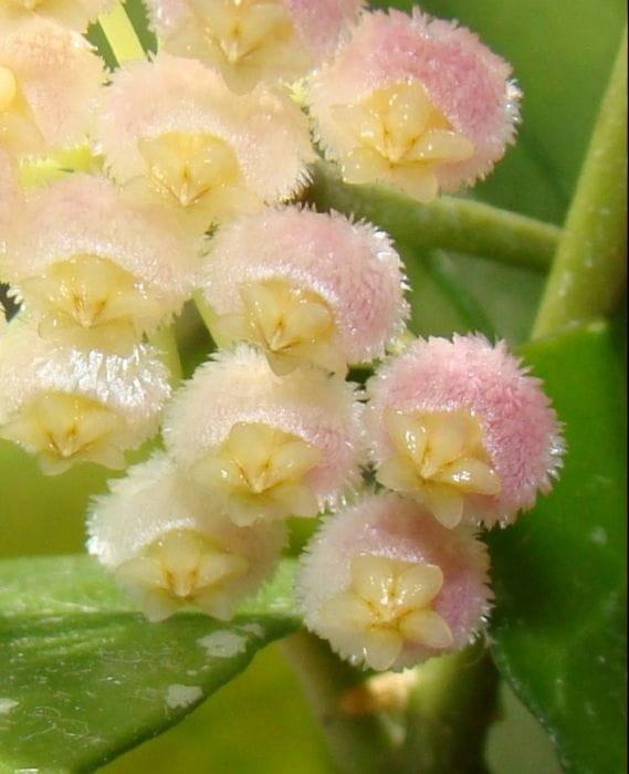 Hoya Rebecca