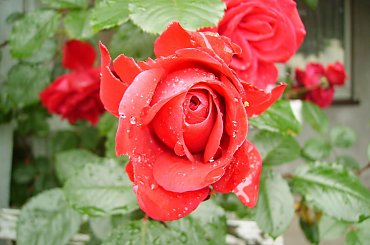 Mokra róża #ciepło #dojrzewanie #drzewka #działka #kwiatki #lato #macro #natura #ogrod #ogród #owoce #OwoceNatury #piękno #plony #roslinnosc #roslinność #rosliny #roza #rozkwit #róża #różyczka #wieś #wioska #wiosna #zbiory #mokra #krople