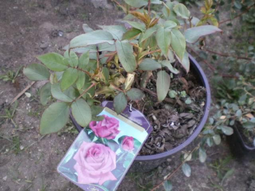 róża fioletowa #rośliny