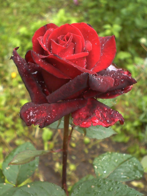 #róża #czerwień