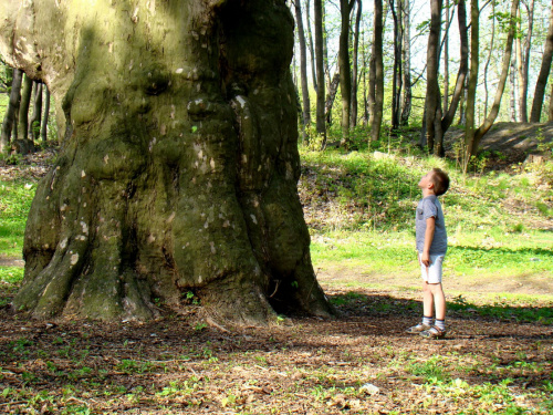 Mamo! Jakie wielkie drzewo! #platan