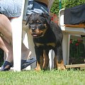 ricca #rottweiler