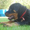 ricca #rottweiler