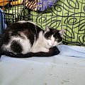 Koty do adopcji #adopcja #adopcje #Gliwice #kocięta #kot #kotki #koty #pomoc #przygarnę #schronisko #zaadoptuję #zwierzęta