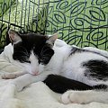 Koty do adopcji #adopcja #adopcje #Gliwice #kocięta #kot #kotki #koty #pomoc #przygarnę #schronisko #zaadoptuję #zwierzęta