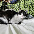 Koty do adopcji #adopcja #adopcje #Gliwice #kocięta #kot #kotki #koty #pomoc #przygarnę #schronisko #zaadoptuję #zwierzęta