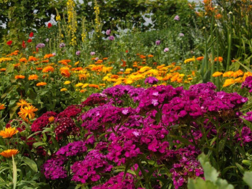 #kwiaty #ogród #lato #kolor #natura