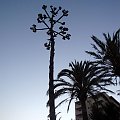 Calas de Mallorca - hotel Palia Maria Eugenia, przepiękny kwiat agawy #Majorka #CalasDeMallorca