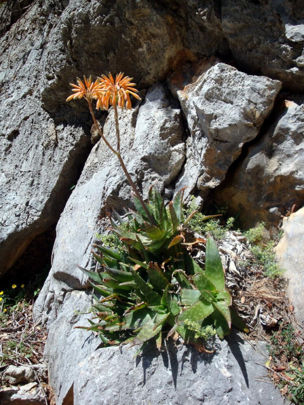 Sa Calobra - tam nawet na skałach wyrastają piekne kwiaty #Majorka #SaCalobra