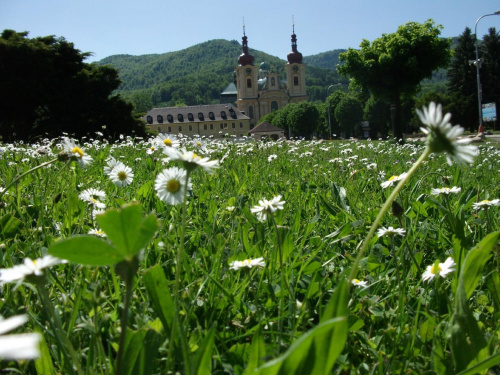 Stokrotkowe spojrzenie na klasztor i Bazylikę w Hejnicach :) #Hejnice #Czechy #GóryIzerskie