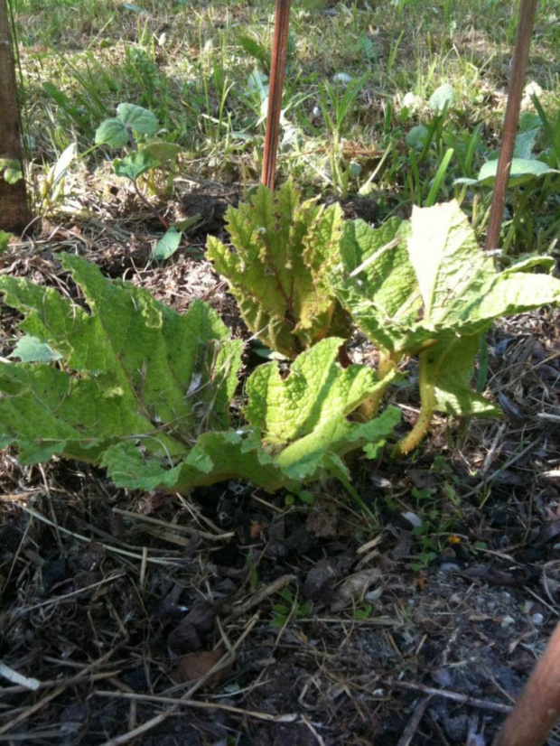 gunnera