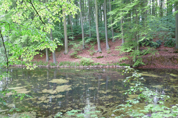 ogród botaniczny