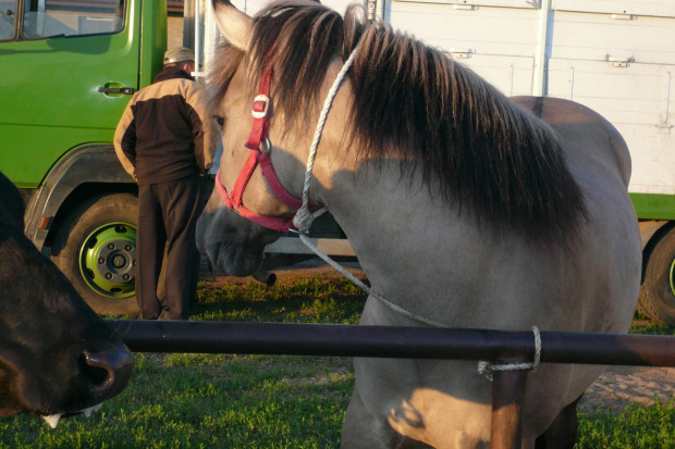 Wałach Haflinger schleich made in germany #SochaczewTargPiekłoNaZiemi