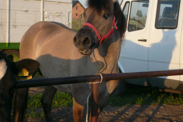 Wałach Haflinger schleich made in germany #SochaczewTargPiekłoNaZiemi