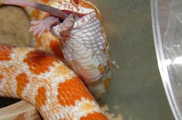 #GADYZWIERZETAWĘŻE