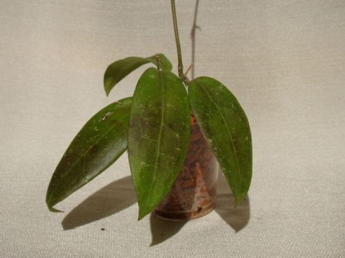 Hoya sp. Sulawesii 8898