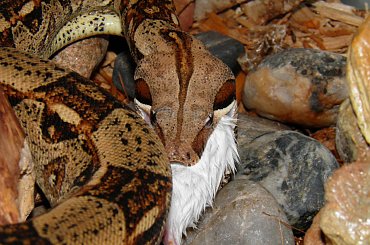 #GADYZWIERZETAWĘŻE