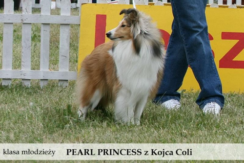 owczarek szetlandzki sheltie