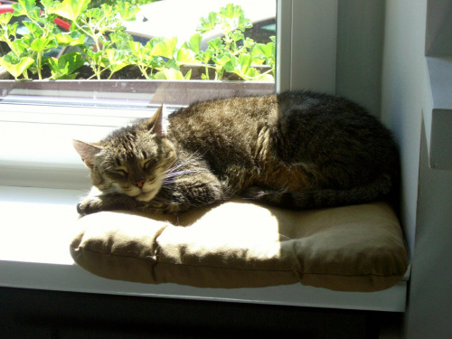 Zola