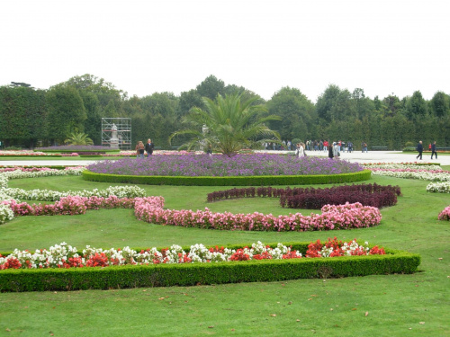 Okwiecony trawnik w ogrodzie Pałacu Schonbrunn