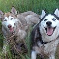 #husky