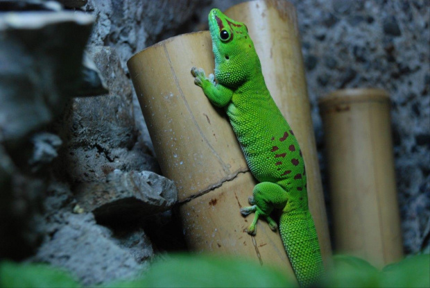 zoo kraków