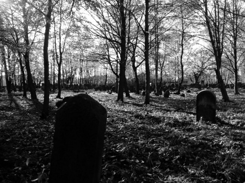 opuszczony cmentarz 2 #przyroda