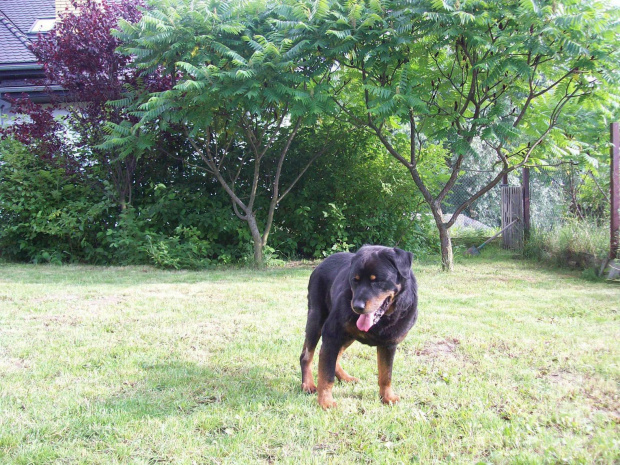 #Rott