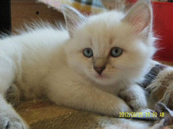 Tu podaj tekst alternatywny