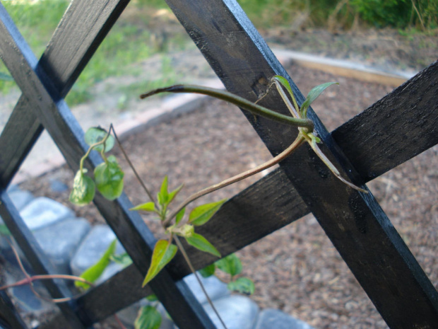 clematis