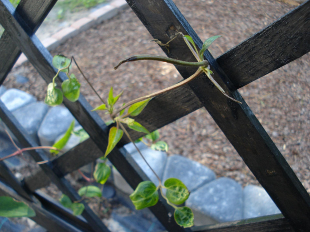 clematis