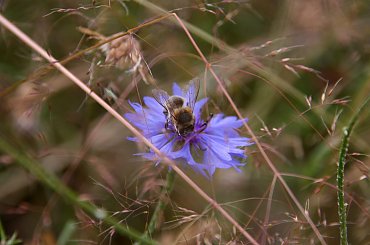 #Bralin #lato #łąki #kwiaty #zboże #owady