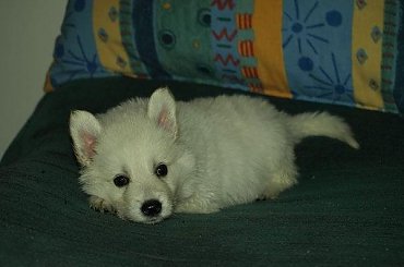 #BiałyOwczarekSzwajcarski #BiałeOwczarkiSzwajcarskie #OwczarekDługowłosy #BiałyOwczarek #HodowlaFCI #ZChatyLeona #StareSiołkowice #GminaPopielów