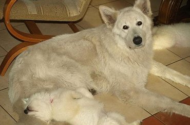 #BiałyOwczarekSzwajcarski #BiałeOwczarkiSzwajcarskie #OwczarekDługowłosy #BiałyOwczarek #HodowlaFCI #ZChatyLeona #StareSiołkowice #GminaPopielów