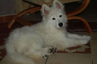 #BiałyOwczarekSzwajcarski #BiałeOwczarkiSzwajcarskie #OwczarekDługowłosy #BiałyOwczarek #HodowlaFCI #ZChatyLeona #StareSiołkowice #GminaPopielów