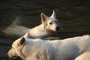 #BiałyOwczarekSzwajcarski #BiałeOwczarkiSzwajcarskie #OwczarekDługowłosy #BiałyOwczarek #HodowlaFCI #ZChatyLeona #StareSiołkowice #GminaPopielów