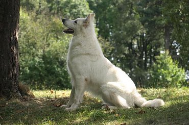 #BiałyOwczarekSzwajcarski #BiałeOwczarkiSzwajcarskie #OwczarekDługowłosy #BiałyOwczarek #HodowlaFCI #ZChatyLeona #StareSiołkowice #GminaPopielów