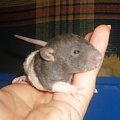 SZCZURY